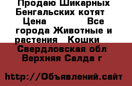 Продаю Шикарных Бенгальских котят › Цена ­ 17 000 - Все города Животные и растения » Кошки   . Свердловская обл.,Верхняя Салда г.